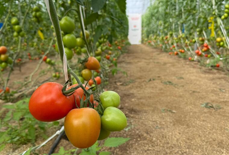 Octavius, el nuevo tomate pera para ciclos cortos